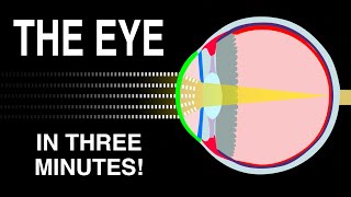 Eye Anatomy and Function  Made Easy [upl. by Vassili147]