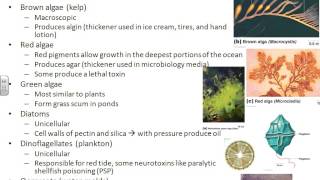 Microbiology chapter 12 [upl. by Nevanod]