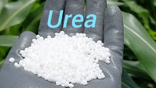 UREA en el cultivo de Maíz 🌽 maiz elotes [upl. by Dahaf901]