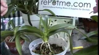 Phalaenopsis Orchid Care  From rePotmecom [upl. by Llet513]