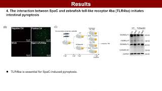 LGG triggers intestinal epithelium injury in zebrafish revealing host dependent beneficial effects [upl. by Aicilat]