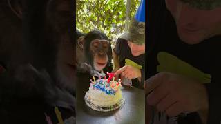 Chimpanzee blows out Birthday Candles birthday SHORTS [upl. by Anura]