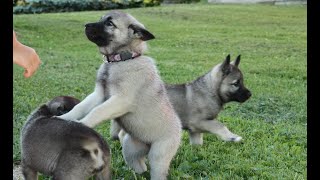 Cute Norwegian Elkhound puppies [upl. by Defant]