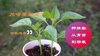 种辣椒从育苗到移栽，方法超级简单｜辣椒为何要种窝？｜幼苗要不要掐尖？千万别做错了｜how to grow chilli [upl. by Zimmer481]