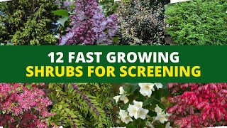 Privacy Hedges 12 Fast Growing Shrubs for Screening 🌿🌲 [upl. by Paolina]