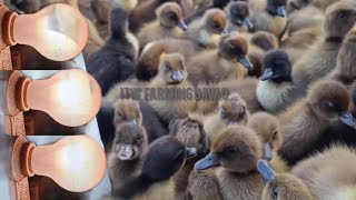 TECHNIQUE UNIQUE METHOD OF HATCHING PROCESS PRODUCED A THOUSANDS DUCKLINGS EVERY DAY HOW [upl. by Shirlie739]