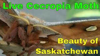 Cecropia moth Live Butteryfly or Moth Part of Saskatchewans beauty [upl. by Carlynn]