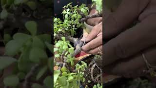 Bonsai Magic A DIY Guide to Styling Your Jade Plant jade shorts bonsai [upl. by Pooley]