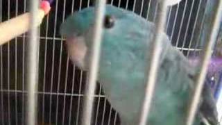 LINEOLATED PARAKEET quotFUKUquot singing [upl. by Haleigh813]