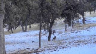 Coyote vs Bobcat [upl. by Sherar]