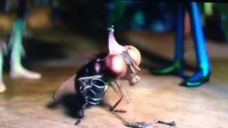 Epic Life Cycle Fruit Fly [upl. by Gotthard]