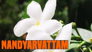 Nandyarvattam Ayurvedic Uses and Facts About Nandyarvattam  Tabernaemontana divaricata [upl. by Colvert]