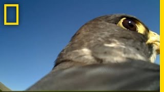 POV Ride on the Back of a Soaring Falcon  National Geographic [upl. by Wrdna]