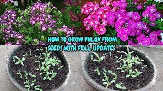 HOW TO GROW PHLOX FROM SEEDS WITH FULL UPDATES [upl. by Capriola]