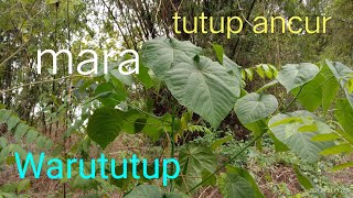 Macaranga tanarius mara mahang waru tutup parasol leaf tree [upl. by Southard466]