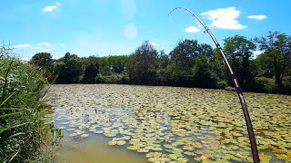 Stalking CARP among Lily Pads  Fishing an Abandoned Pond in FRANCE [upl. by Kella23]