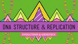 DNA Structure and Replication Crash Course Biology 10 [upl. by Nnaear854]