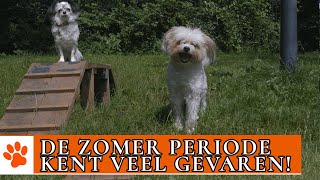 Zomerse gevaren voor je trouwe viervoeter  DierenpraatTV [upl. by Gibby]