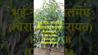 The Magic of Kalmegh Bhuineem  How to Use It for Health  भुईनीम सेहत के लिए कैसे करें इस्तेमाल [upl. by Yanehc]