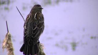 Redwinged Blackbird female call [upl. by Iznik]