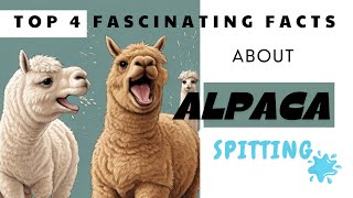 Top 4 Fascinating Facts About Alpaca Spitting [upl. by Leveridge]