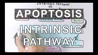 Mechanism of Apoptosis  Intrinsic Pathway [upl. by Ainevuol]