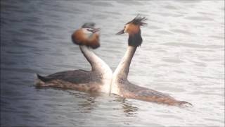 Parades quotamoureusesquot du Grèbe huppé au Lac du Der [upl. by Enyamart826]