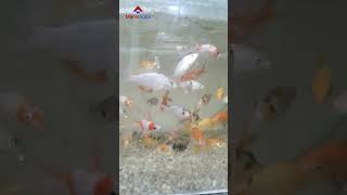 The Art of Aquascaping with Comet Fish and Koi Carp [upl. by Anailuj]