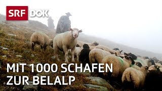 Die Schaftreiber vom Wallis  Kopf und Kragen für 1000 Schafe  Doku  SRF Dok [upl. by Eessac]