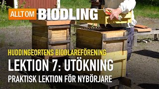 Utökning  Praktisk lektion  Nybörjarkurs i Biodling [upl. by Liakim]