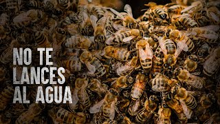 Cómo Sobrevivir un enjambre de abejas africanas [upl. by Ahseenal16]