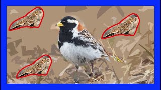 Lapland Longspur Singing Calling SoundChirping  Escribano Lapón Canto  Calcarius Lapponicus [upl. by Dnalon]