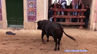 OS TOIROS NAS RUAS DE AZAMBUJA FEIRA DE MAIO 2018 [upl. by Ahseekat]