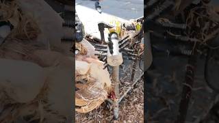 Can a drill attachment pluck a chicken [upl. by Esilana]