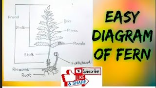 how to draw fern diagram easily [upl. by Namzed]