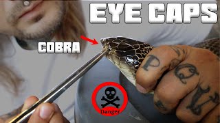 Removing Eye Caps off an angry Cobra and helping others shed  Tyler Nolan [upl. by Rheingold]