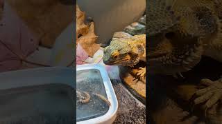 Lizzy the Bearded Dragon Loves his Wormies beardeddragon beardies reptile [upl. by Portia]