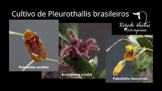 Cultivo de Pleurothallis brasileiros [upl. by Eded348]