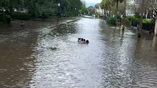 Drone Footage Of Charleston Flooding [upl. by Jarlath]