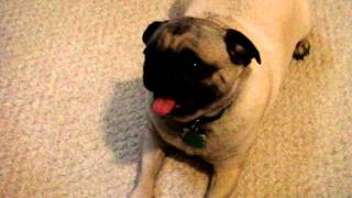 boogie the pug begging for a treat going in circles and squealing [upl. by Idram]