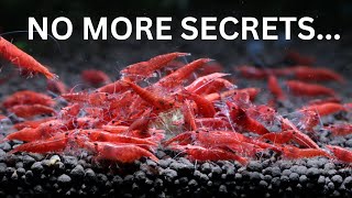 The Secrets to Breeding 1000s of Cherry Shrimp [upl. by Luz]