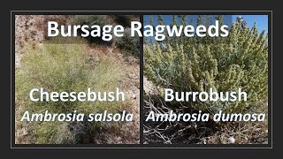 CHEESEBUSH vs BURROBUSH Ambrosia salsola vs Ambrosia dumosa comparison aka Bursage Ragweed [upl. by Beckman]