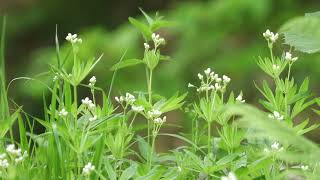 Marzanka wonna Galium odoratum [upl. by Tolley]