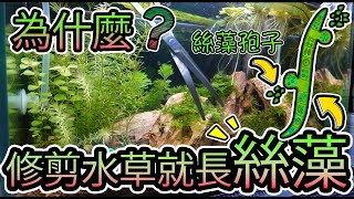 原來修剪水草容易長絲藻｜第一次修剪我的水草缸 First Time to Trim Aquarium Plants [upl. by Navert]