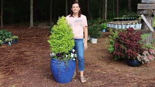 Sunshine Ligustrum Topiary Fall Container  Gardening with Creekside [upl. by Enaud]