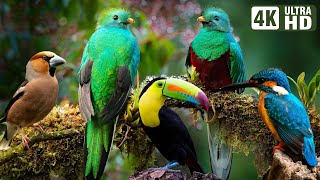 The Most Stunning Nature and Relaxing Bird Sounds to Relieve Stress and Beat Anxiety  Calm Time [upl. by Betty844]