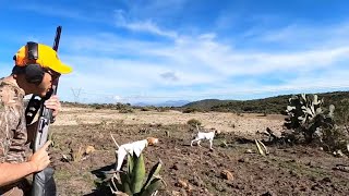 Caceria de Codornices con perro increible Pointer hunting [upl. by Aeet]