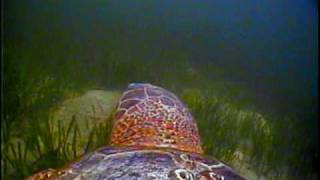 The Traveling Turtle  Loggerhead Sea Turtle Critter Cam [upl. by Ademordna46]