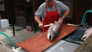 How to Fillet a Big Salmon and Prepare it for Smoked Salmon Recipe [upl. by Bergeman]