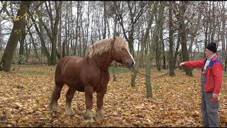 Zimnokrwiste konie i wysoka wydajność mleka Jaki przepis na sukces ma stadnina Koni w Jankowicach [upl. by Acirehs]